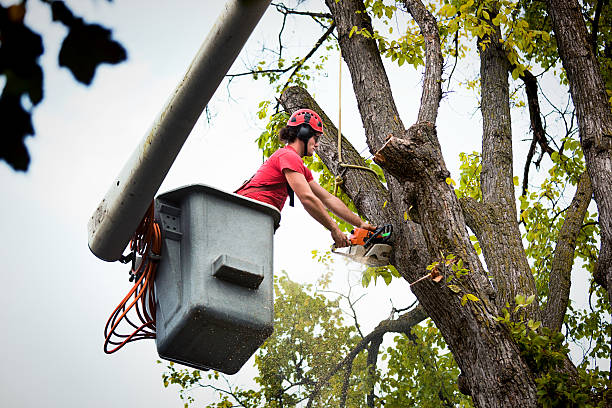 Reliable Honaker, VA Tree Removal and Landscaping Services Solutions